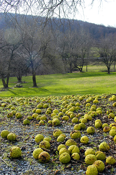picture of many fruit on the ground